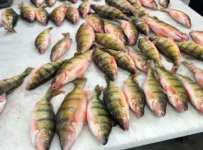 The Pekin